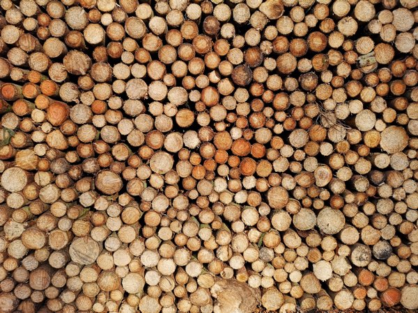 Holz aus heimischen Wäldern
